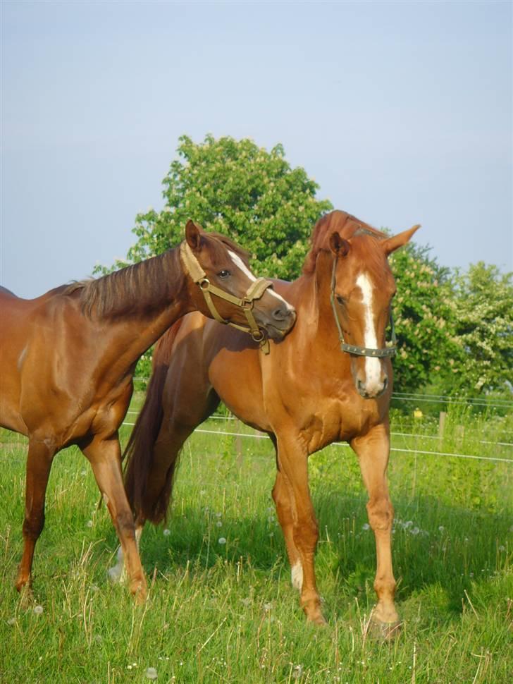 Dansk Varmblod Cathila - Cathila og Nikita. :) billede 14