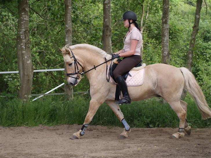 Anden særlig race Frederik - Dressur . Foto: Kimie Dehn billede 16