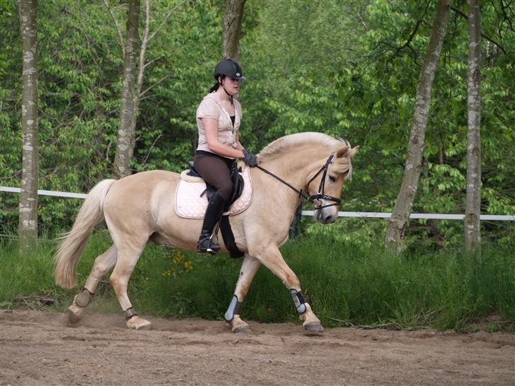 Anden særlig race Frederik - Min hotte pony? haha <3 Foto: Kimie Dehn billede 18