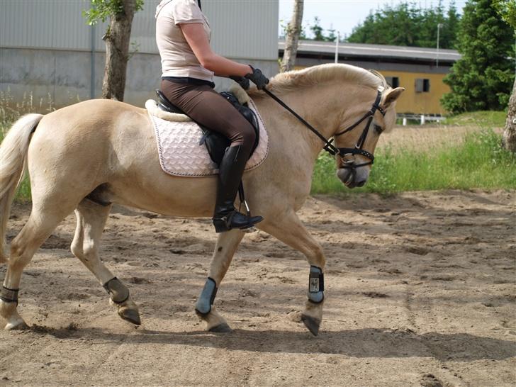 Anden særlig race Frederik - Mere trav (: Foto: Kimie Dehn billede 19