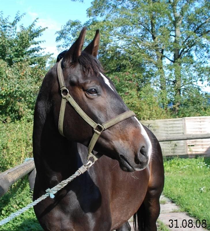 Holstener Cavallier - Du er en FANTASTISK hest.. Jeg kan godt lide Calle-melius <3 billede 1