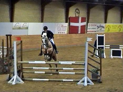 Palomino Millenium billede 18