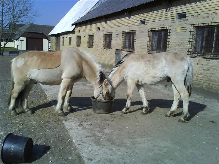 Anden særlig race  Richard Løvehjerte SOLGT - De kan bare det der med at dele.. mine to han dyr... billede 9