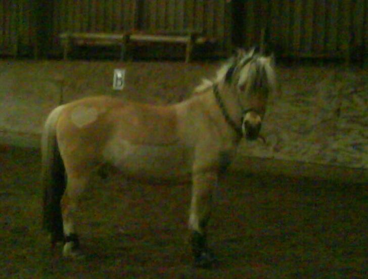 Anden særlig race  Richard Løvehjerte SOLGT - Rico i ridehus, han leget bare rundt og larmet, har hamn på min mobil billede 10