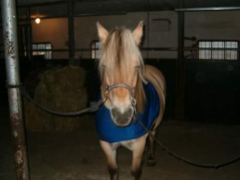 Anden særlig race  Richard Løvehjerte SOLGT - Min sexy pony... Synes han er så lækker i under tjøre billede 12