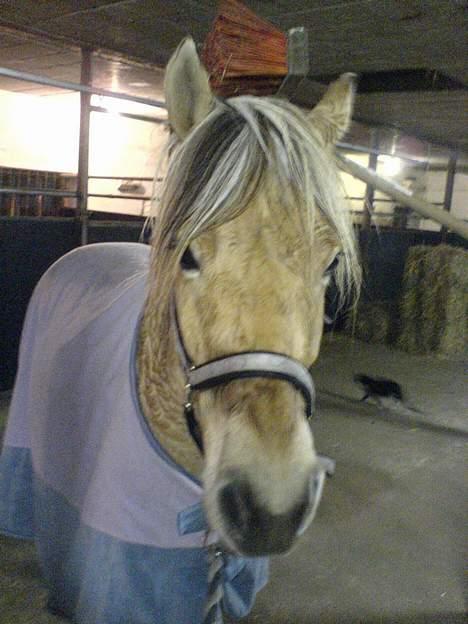 Anden særlig race  Richard Løvehjerte SOLGT - Hans  Far drillet ham efter spring time... hehe billede 13