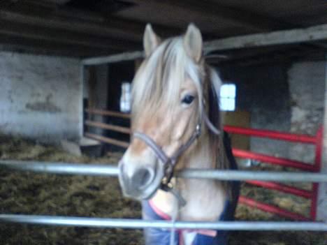 Anden særlig race  Richard Løvehjerte SOLGT - Han står i hans Boxe... hehe billede 14