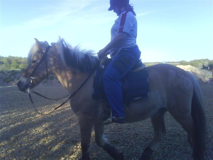 Anden særlig race  Richard Løvehjerte SOLGT - Elsker dig.. du gør altid hvad din mor siger når du vil... og du er en bonderøv som din mor og far.. billede 15