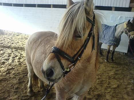 Anden særlig race  Richard Løvehjerte SOLGT - min super dejlige Rodeo pony med kieffer Hovedtøj... billede 16