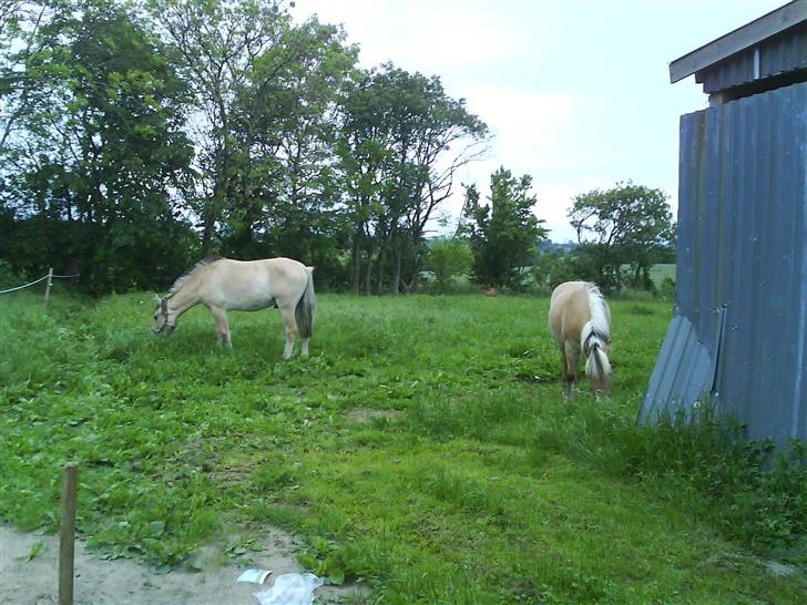 Anden særlig race  Richard Løvehjerte SOLGT - De gule på ny flod... billede 17
