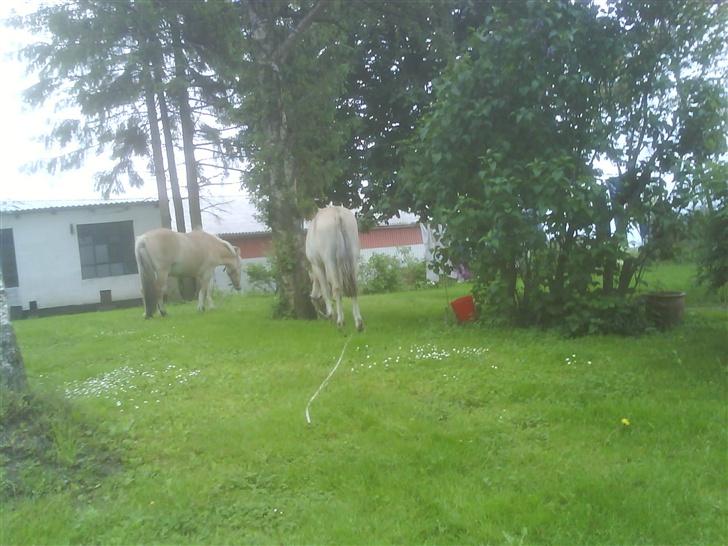 Anden særlig race  Richard Løvehjerte SOLGT - Stop da Dennis og Jeg flyttet heste.. en tur på 5,7 km.. hehe billede 18