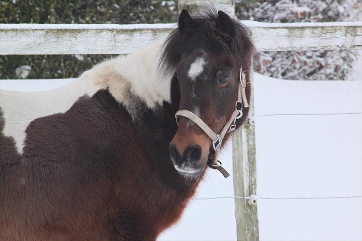 Anden særlig race | Charming lotte - elsker seriøst den pony <3  billede 3