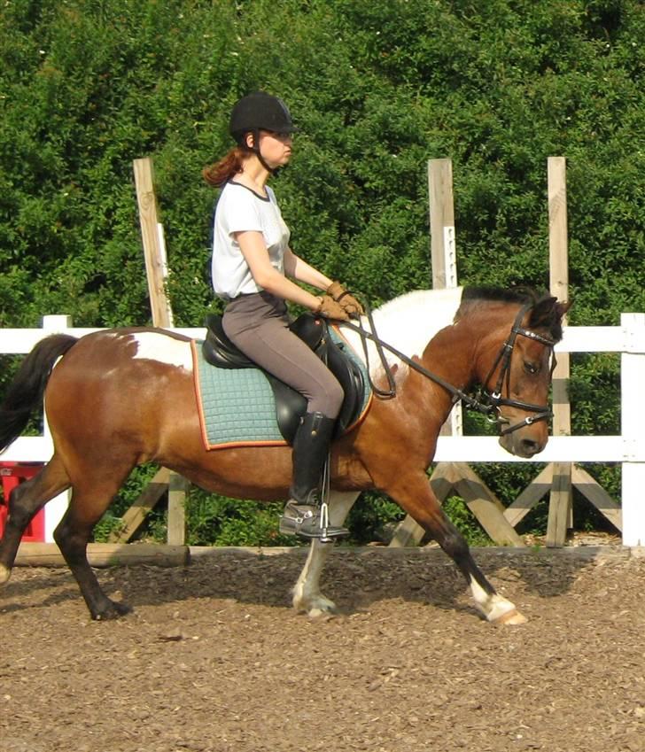 Anden særlig race | Charming lotte - lotte i galop. *nyt* billede 4