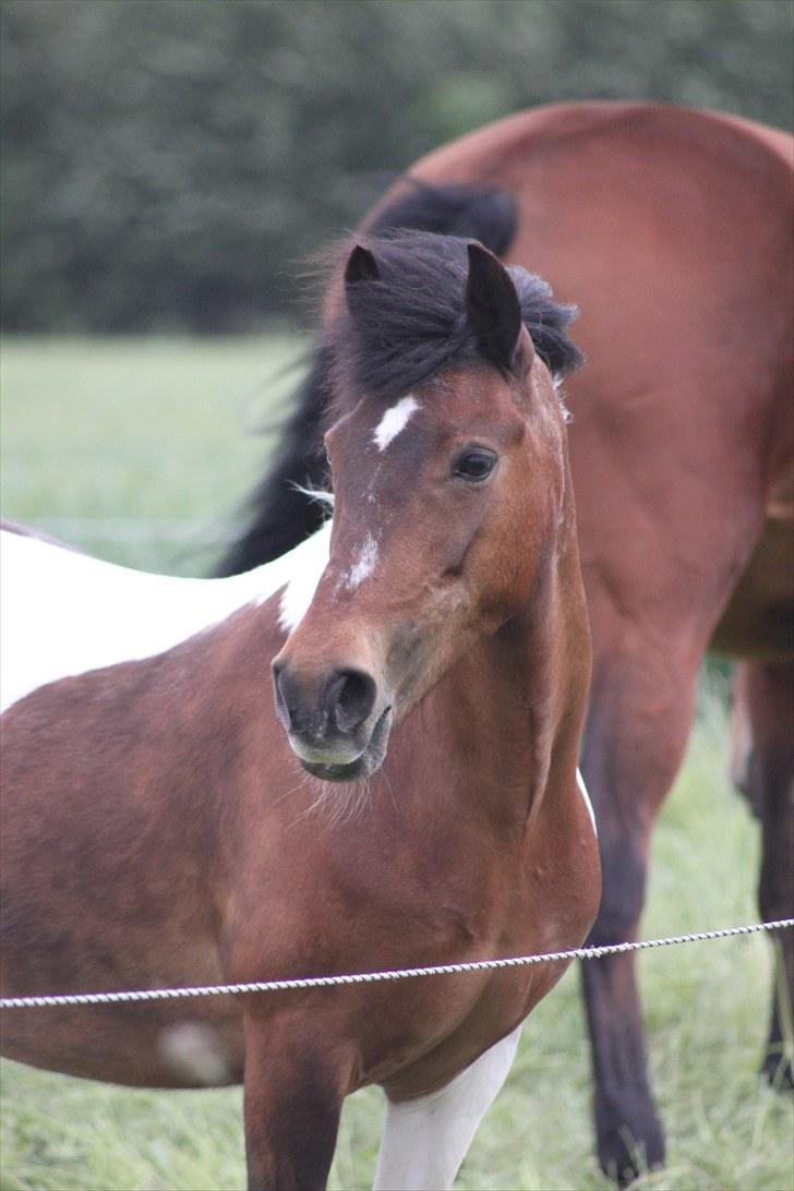 Anden særlig race | Charming lotte - smukke <3  billede 1