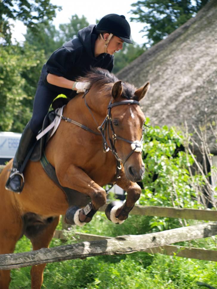 New Forest Urbie boy - spring trægning d 21 juli foto: mk-foto.gallerisider.dk billede 1