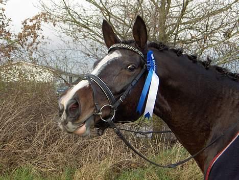 Dansk Varmblod Dinétt Stengaard *SOLGT* billede 12