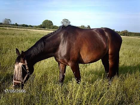 Holstener Cavallier - Calle på en dejlig græs mark. Ikke fra KSR. billede 2