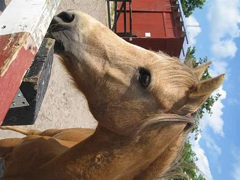 Welsh Pony (sec B) Chuela <33 billede 20