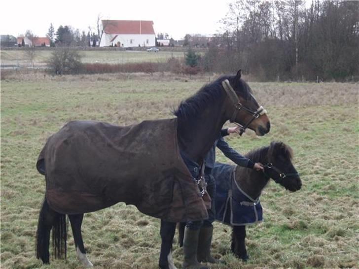 New Forest Newton  ¤Solgt¤ - Newton og Jolly <3 billede 13