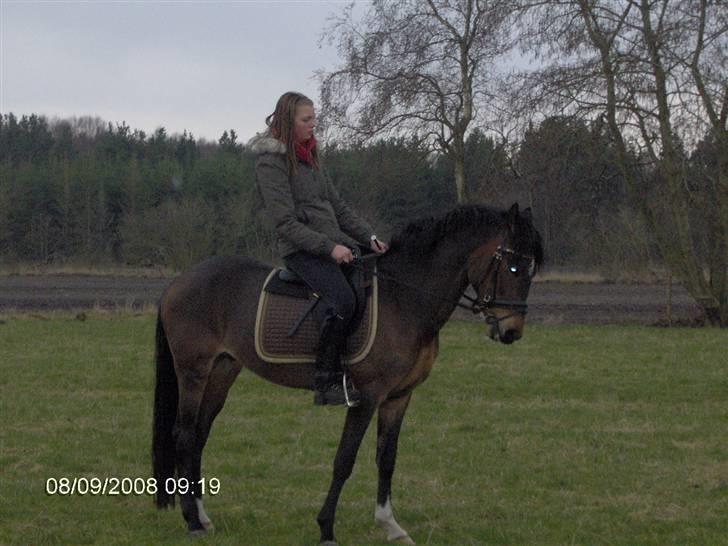 New Forest Newton  ¤Solgt¤ - Dejlige dreng :P <3  billede 15