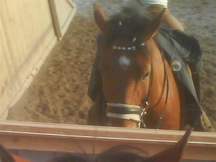 Dansk Varmblod Excalibur Fight(Calle)død - Uha.. Træt efter en omgang dressur.. Miin smuksak.. <´33  billede 3