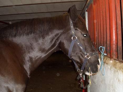 Oldenborg Katcha billede 11