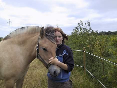Fjordhest Elke Halsnæs (DØD) billede 6