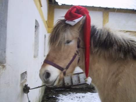 Fjordhest Elke Halsnæs (DØD) billede 7
