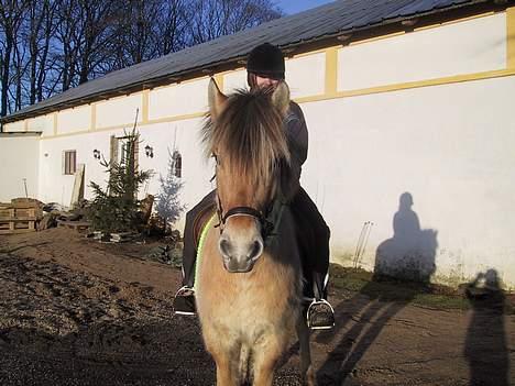 Fjordhest Elke Halsnæs (DØD) billede 8