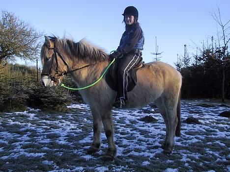Fjordhest Elke Halsnæs (DØD) billede 9