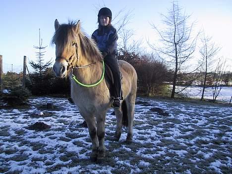 Fjordhest Elke Halsnæs (DØD) billede 10