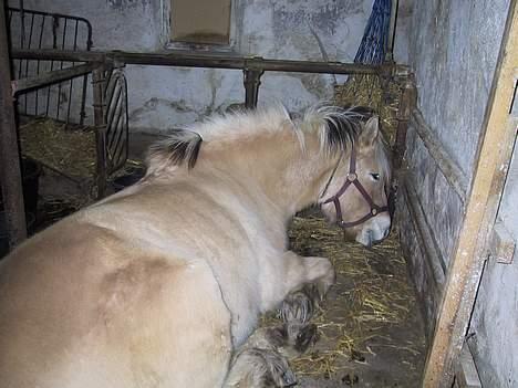 Fjordhest Elke Halsnæs (DØD) billede 11