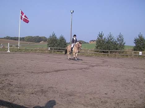 Fjordhest Elke Halsnæs (DØD) - bavnsbo stævne, der hvor jeg fik en første plads billede 12