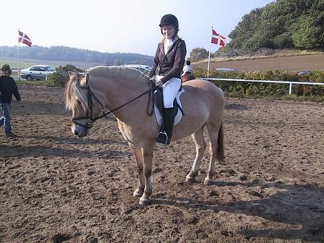 Fjordhest Elke Halsnæs (DØD) - bavnsbo stævne, der hvor jeg fik en første plads billede 13