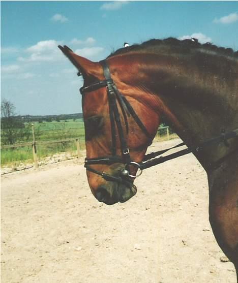 Anden særlig race Cherryl billede 2