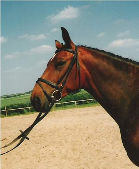 Anden særlig race Cherryl billede 3