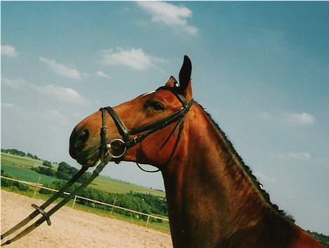 Anden særlig race Cherryl billede 4