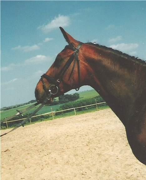 Anden særlig race Cherryl billede 5