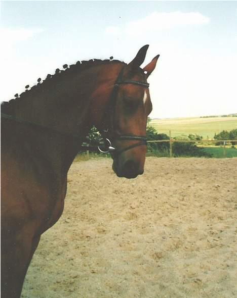 Anden særlig race Cherryl billede 6