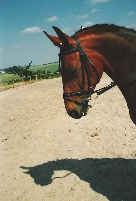 Anden særlig race Cherryl billede 7