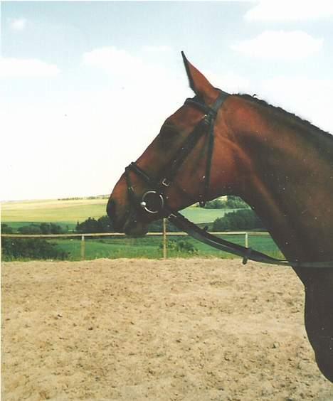 Anden særlig race Cherryl billede 8