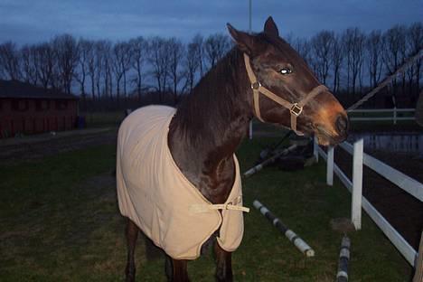 Traver Ginger magnum *'solgt** -  Hvad mon der sker  over på   marken ??  ginger den 13 jan 07 billede 1