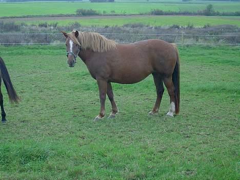 Frederiksborg <3fru-dutte<3  (R.I.P) - Velkommen til min profil<3   billede 1