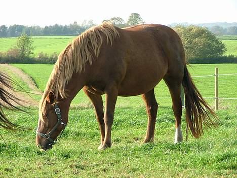 Frederiksborg <3fru-dutte<3  (R.I.P) - 2) mm det godt.. billede 2