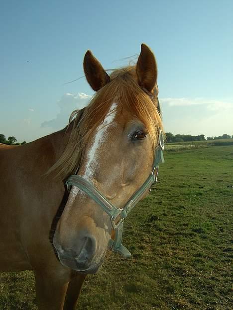 Frederiksborg <3fru-dutte<3  (R.I.P) - 3) kan du ser mig... billede 3