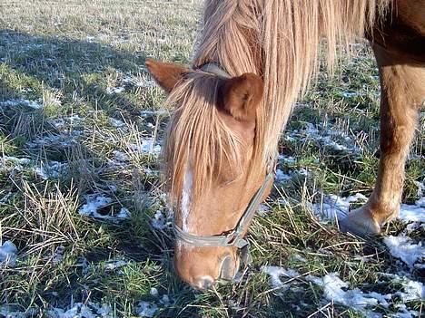 Frederiksborg <3fru-dutte<3  (R.I.P) - 4) mm det er godt men ikke heldt.. billede 4