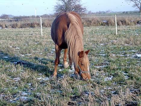 Frederiksborg <3fru-dutte<3  (R.I.P) - 5) her er der lidt mere.. billede 5