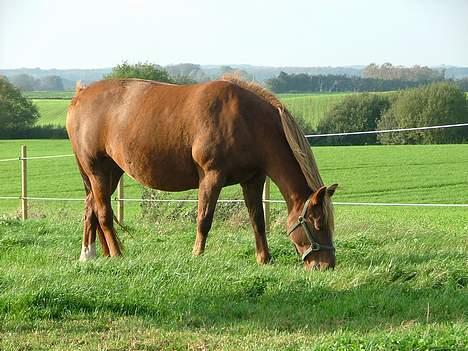 Frederiksborg <3fru-dutte<3  (R.I.P) - 6) her er det godt.. billede 6
