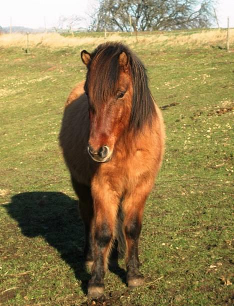 Islænder Gáski fra Tønborg SOLGT billede 9