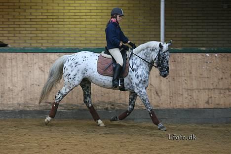 Knabstrupper Abigail af Snevren SOLGT! - Fotograf den 16/12-06 (: billede 2